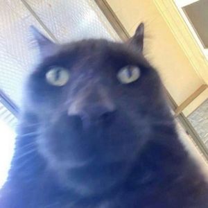 Meet your Posher, Ava